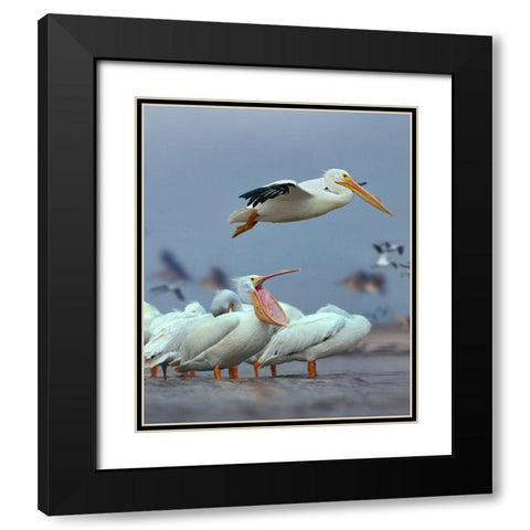 White Pelicans at Bolivar Flats-Texas Black Modern Wood Framed Art Print with Double Matting by Fitzharris, Tim