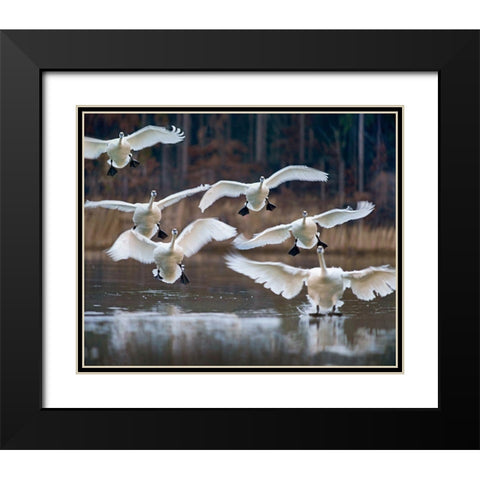 Trumpeter Swans Landing on Magness Lake-Arkansas I Black Modern Wood Framed Art Print with Double Matting by Fitzharris, Tim