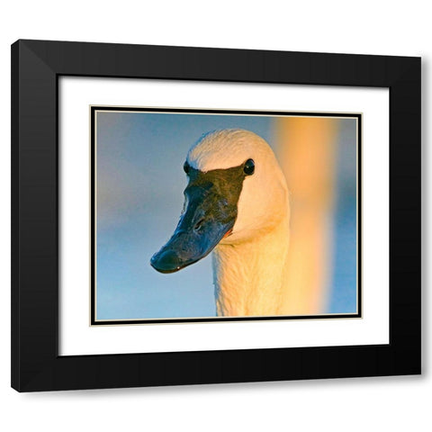 Trumpeter Swan-Magness Lake-Arkansas I Black Modern Wood Framed Art Print with Double Matting by Fitzharris, Tim