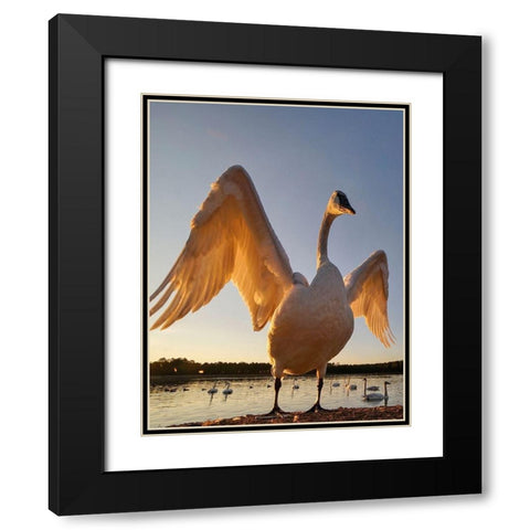 Trumpeter Swan-Magness Lake-Arkansas II Black Modern Wood Framed Art Print with Double Matting by Fitzharris, Tim