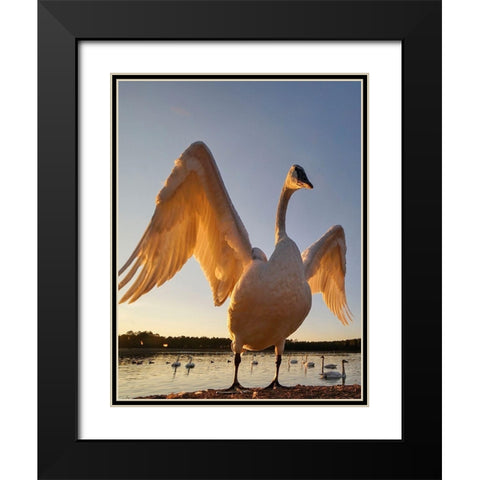 Trumpeter Swan-Magness Lake-Arkansas II Black Modern Wood Framed Art Print with Double Matting by Fitzharris, Tim