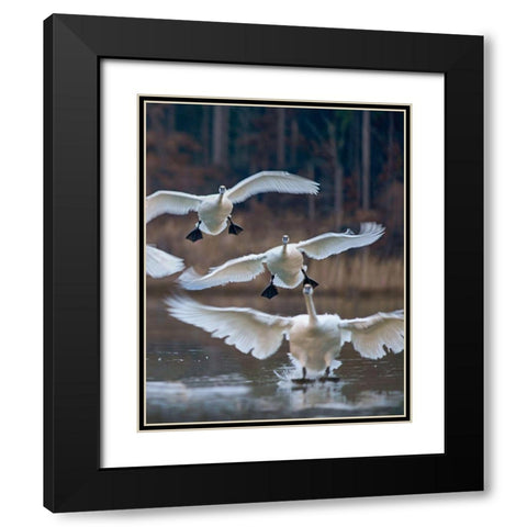 Trumpeter Swans Landing on Magness Lake-Arkansas II Black Modern Wood Framed Art Print with Double Matting by Fitzharris, Tim