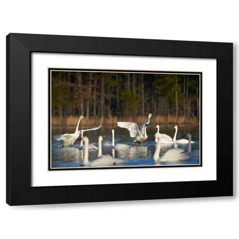 Trumpeter Swans Social Behaviour-Magness Lake-Arkansas Black Modern Wood Framed Art Print with Double Matting by Fitzharris, Tim