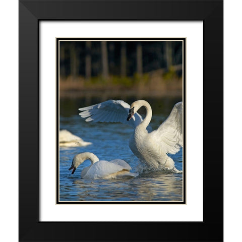 Trumpeter Swans Pair-Arkansas Black Modern Wood Framed Art Print with Double Matting by Fitzharris, Tim