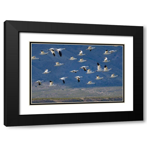 Snow Geese-Bosque del Apache National Wildlife Refuge-New Mexico II Black Modern Wood Framed Art Print with Double Matting by Fitzharris, Tim