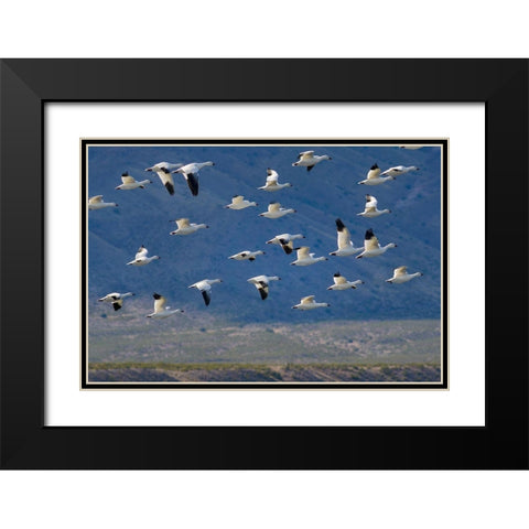 Snow Geese-Bosque del Apache National Wildlife Refuge-New Mexico II Black Modern Wood Framed Art Print with Double Matting by Fitzharris, Tim