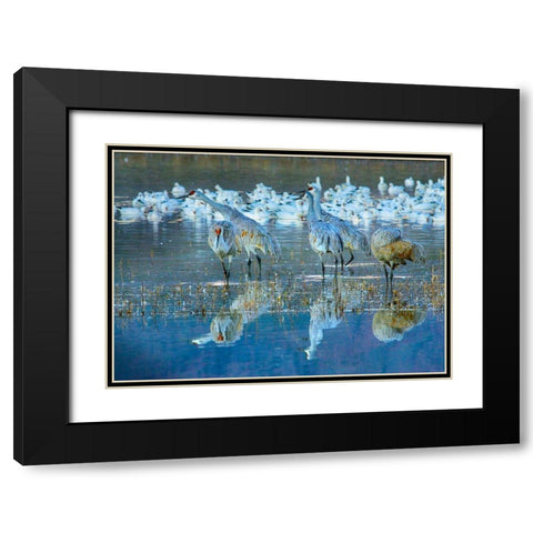Sandhill Cranes-Bosque del Apache National Wildlife Refuge-New Mexico I Black Modern Wood Framed Art Print with Double Matting by Fitzharris, Tim