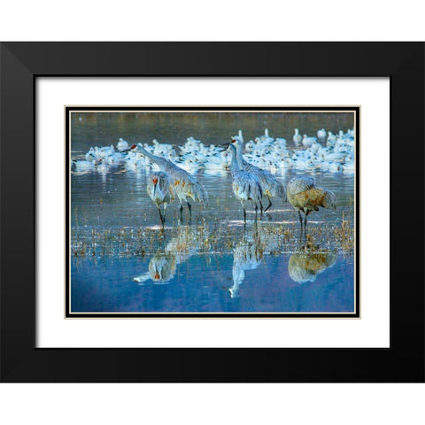 Sandhill Cranes-Bosque del Apache National Wildlife Refuge-New Mexico I Black Modern Wood Framed Art Print with Double Matting by Fitzharris, Tim