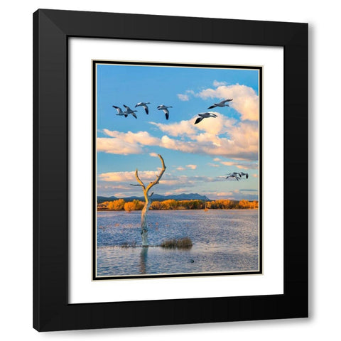 Snow Geese-Bosque del Apache National Wildlife Refuge-New Mexico III Black Modern Wood Framed Art Print with Double Matting by Fitzharris, Tim