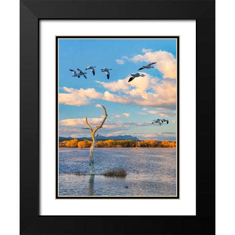 Snow Geese-Bosque del Apache National Wildlife Refuge-New Mexico III Black Modern Wood Framed Art Print with Double Matting by Fitzharris, Tim