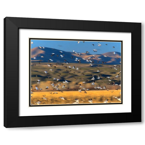 Snow Geese and Sandhill Cranes-Bosque del Apache National Wildlife Refuge-New Mexico Black Modern Wood Framed Art Print with Double Matting by Fitzharris, Tim