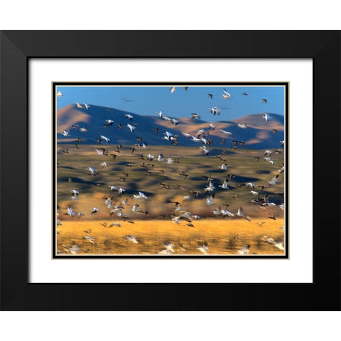 Snow Geese and Sandhill Cranes-Bosque del Apache National Wildlife Refuge-New Mexico Black Modern Wood Framed Art Print with Double Matting by Fitzharris, Tim
