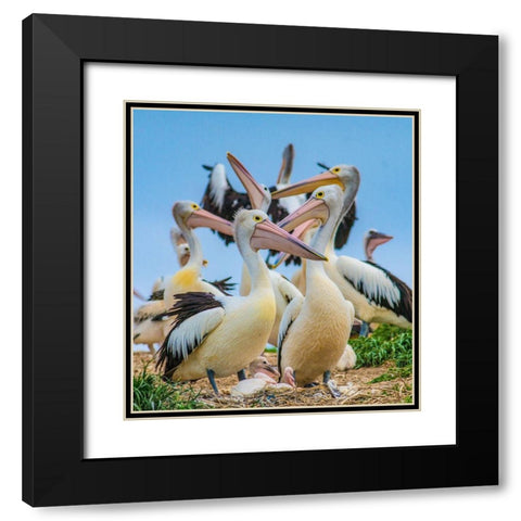 Australian Pelican Colony-Penguin Island-Australia I Black Modern Wood Framed Art Print with Double Matting by Fitzharris, Tim