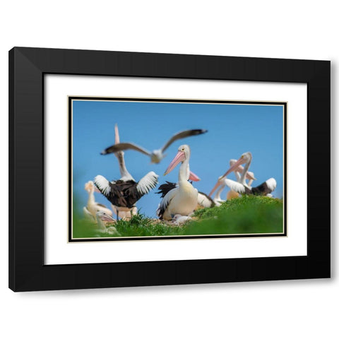 Australian Pelican Colony-Penguin Island-Australia II Black Modern Wood Framed Art Print with Double Matting by Fitzharris, Tim