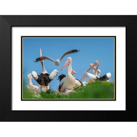 Australian Pelican Colony-Penguin Island-Australia II Black Modern Wood Framed Art Print with Double Matting by Fitzharris, Tim