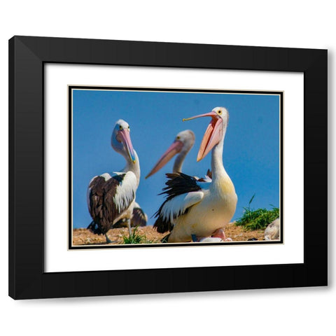 Australian Pelican Colony-Penguin Island-Australia III Black Modern Wood Framed Art Print with Double Matting by Fitzharris, Tim