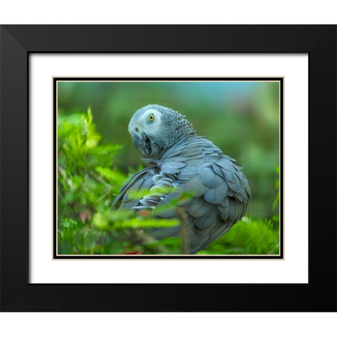 African Gray Parrot Portrait I Black Modern Wood Framed Art Print with Double Matting by Fitzharris, Tim