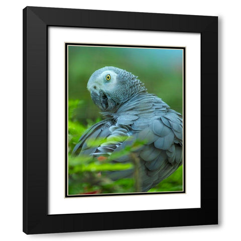 African Gray Parrot Portrait II Black Modern Wood Framed Art Print with Double Matting by Fitzharris, Tim