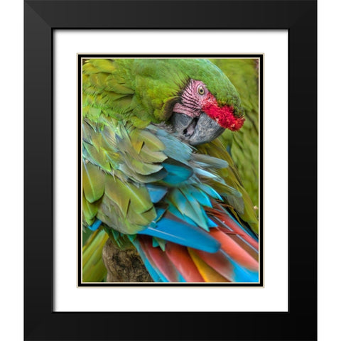 Blue Macaw Preening I Black Modern Wood Framed Art Print with Double Matting by Fitzharris, Tim