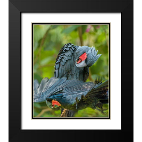 Giant Palm Cockatoos-Indonesia Black Modern Wood Framed Art Print with Double Matting by Fitzharris, Tim