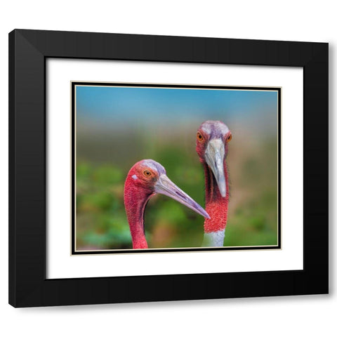 Indian Cranes Black Modern Wood Framed Art Print with Double Matting by Fitzharris, Tim