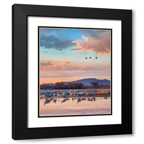 Sandhill Cranes-Bosque del Apache National Wildlife Refuge-New Mexico II Black Modern Wood Framed Art Print with Double Matting by Fitzharris, Tim