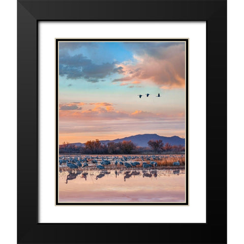 Sandhill Cranes-Bosque del Apache National Wildlife Refuge-New Mexico II Black Modern Wood Framed Art Print with Double Matting by Fitzharris, Tim