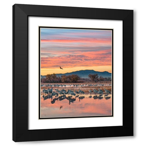 Sandhill Cranes-Bosque del Apache National Wildlife Refuge-New Mexico III Black Modern Wood Framed Art Print with Double Matting by Fitzharris, Tim