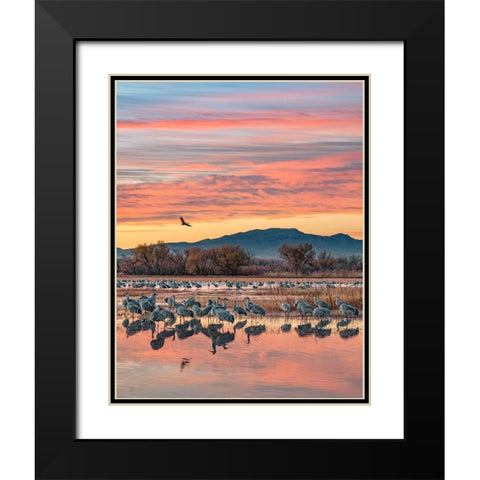 Sandhill Cranes-Bosque del Apache National Wildlife Refuge-New Mexico III Black Modern Wood Framed Art Print with Double Matting by Fitzharris, Tim