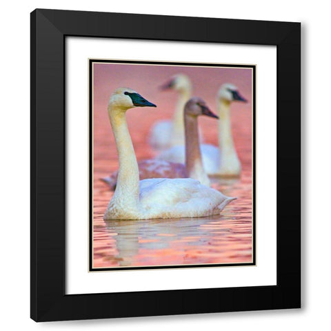 Trumpeter Swans at Twilight-Arkansas II Black Modern Wood Framed Art Print with Double Matting by Fitzharris, Tim