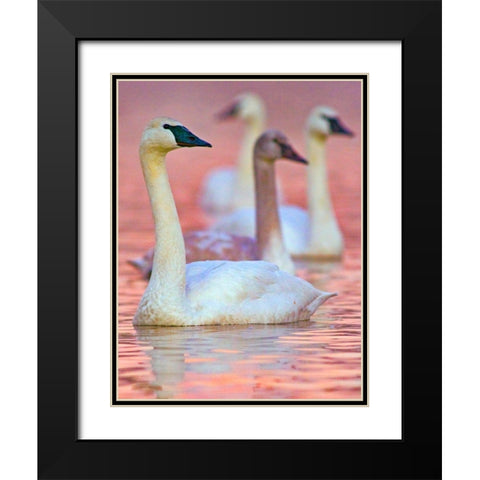 Trumpeter Swans at Twilight-Arkansas II Black Modern Wood Framed Art Print with Double Matting by Fitzharris, Tim