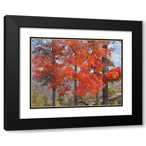 Red Maples-Ponca Wilderness-Arkansas Black Modern Wood Framed Art Print with Double Matting by Fitzharris, Tim