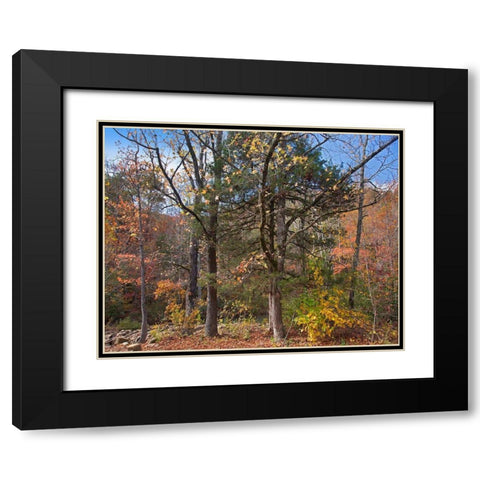 Ozark St Francis National Forest-Arkansas Black Modern Wood Framed Art Print with Double Matting by Fitzharris, Tim