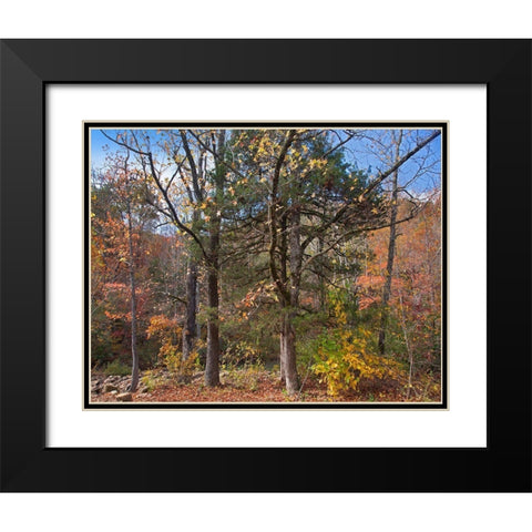 Ozark St Francis National Forest-Arkansas Black Modern Wood Framed Art Print with Double Matting by Fitzharris, Tim