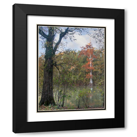 White River-White River National Wildlife Refuge-Arkansas Black Modern Wood Framed Art Print with Double Matting by Fitzharris, Tim