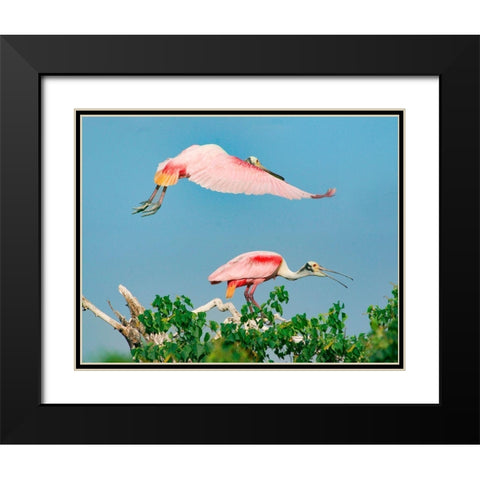 Roseate Spoonbills on nest-High Island-Texas USA Black Modern Wood Framed Art Print with Double Matting by Fitzharris, Tim