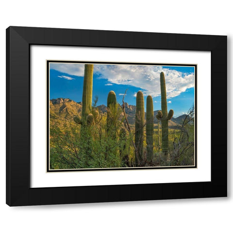 Saguaro Cacti and Santa Catalina Mountains at Catalina State Park-Arizona Black Modern Wood Framed Art Print with Double Matting by Fitzharris, Tim
