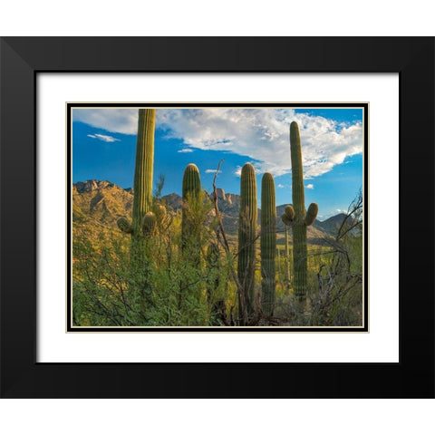 Saguaro Cacti and Santa Catalina Mountains at Catalina State Park-Arizona Black Modern Wood Framed Art Print with Double Matting by Fitzharris, Tim