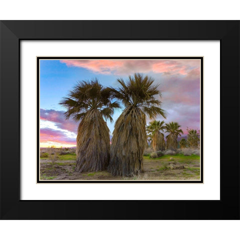 Fan Palms-Anza Borrego Desert-California Black Modern Wood Framed Art Print with Double Matting by Fitzharris, Tim