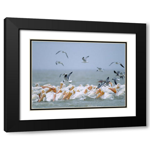 White Pelicans and Laughing Gulls-Galveston-Texas Black Modern Wood Framed Art Print with Double Matting by Fitzharris, Tim