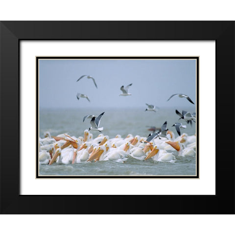 White Pelicans and Laughing Gulls-Galveston-Texas Black Modern Wood Framed Art Print with Double Matting by Fitzharris, Tim