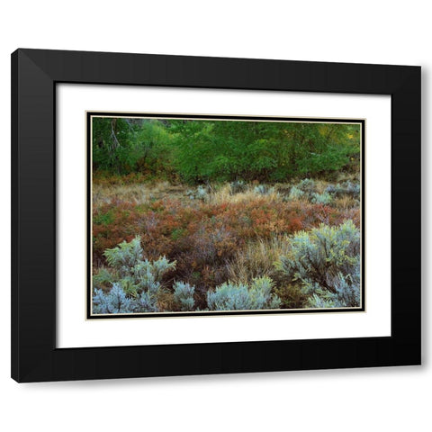 Challis National Forest Idaho Black Modern Wood Framed Art Print with Double Matting by Fitzharris, Tim