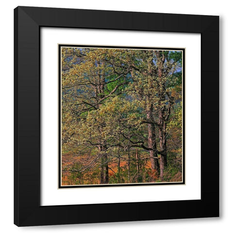 Cades Cove-Great Smoky Mountains National Park-Tennessee Black Modern Wood Framed Art Print with Double Matting by Fitzharris, Tim