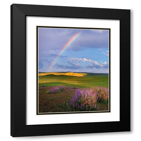 Giant lupines-Carrizo Plains National Monument-California Black Modern Wood Framed Art Print with Double Matting by Fitzharris, Tim