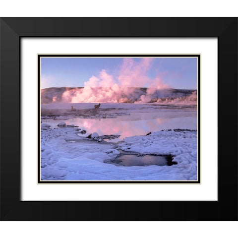 Elk in snow-Lower Geyser Basin-Yellowstone National Park-Wyoming Black Modern Wood Framed Art Print with Double Matting by Fitzharris, Tim