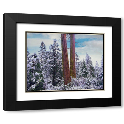 Sequoia Trees Mariposa Grove Yosemite National Park-California Black Modern Wood Framed Art Print with Double Matting by Fitzharris, Tim