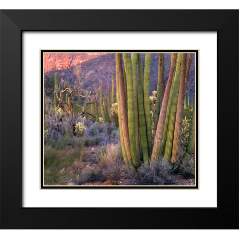 Organ Pipe Cactus National Monument-Arizona Black Modern Wood Framed Art Print with Double Matting by Fitzharris, Tim