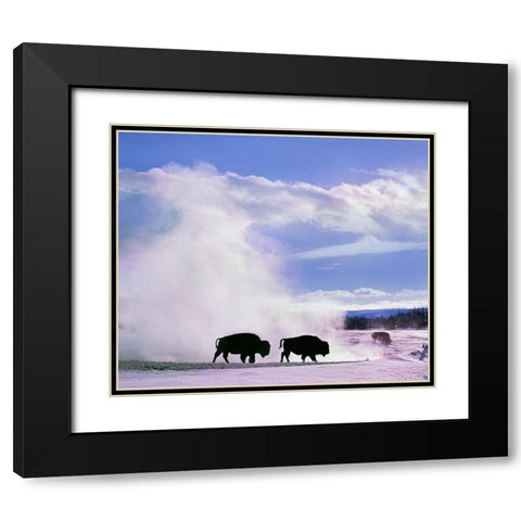 Bison at a Hot Spring-Yellowstone National Park-Wyoming Black Modern Wood Framed Art Print with Double Matting by Fitzharris, Tim