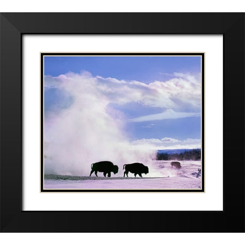 Bison at a Hot Spring-Yellowstone National Park-Wyoming Black Modern Wood Framed Art Print with Double Matting by Fitzharris, Tim