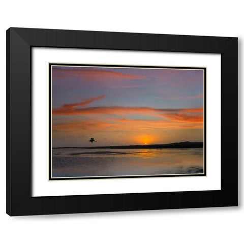 Great Blue Heron at Mustang Island-Texas Black Modern Wood Framed Art Print with Double Matting by Fitzharris, Tim